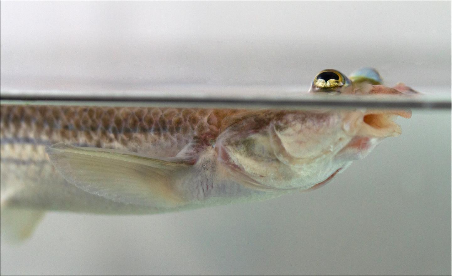 研究人员发现鱼生殖器的不对称 生物帮