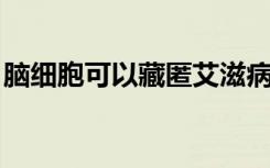 脑细胞可以藏匿艾滋病毒并将其传播到身体内