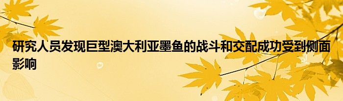 研究人员发现巨型澳大利亚墨鱼的战斗和交配成功受到侧面影响