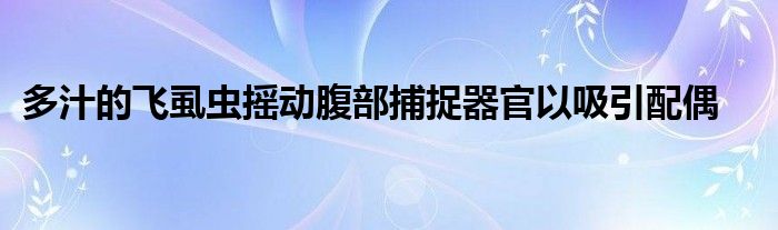 多汁的飞虱虫摇动腹部捕捉器官以吸引配偶