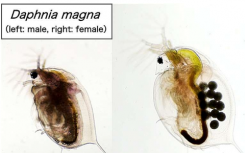 研究人员揭示了基因相同的水蚤如何发育成不同的性别