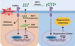 科学家发现促进植物再生的原始伤口信号