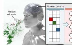 将人类嗅觉受体与人工有机突触和神经网络结合起来 嗅出癌症