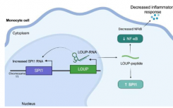 新研究发现 RNA 上的微小靶点可阻断炎症