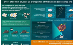 新研究重点介绍了钠葡萄糖协同转运蛋白 2 抑制剂卡格列净的衰老细胞清除机制