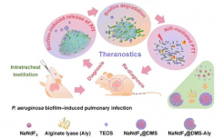 镧系纳米杂化材料在治疗肺生物膜感染方面显示出良好的前景