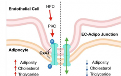 研究人员发现肥胖导致血管功能障碍的潜在原因