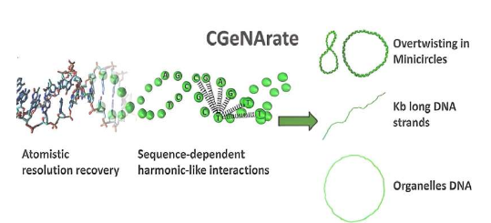 用于高级计算模拟的新型简化 DNA 模型