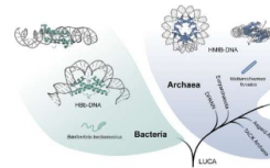 不是包裹而是折叠：细菌也会组织它们的 DNA 但它们的方式略有不同