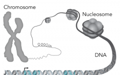 生物学家发现与肾脏相关出生缺陷有关的基因