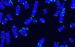 揭秘 Telo-seq：确定单个染色体上端粒长度和序列的新方法