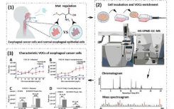 新研究揭示通过 VOC 分析进行无创食管癌筛查的潜力