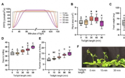 研究人员发现植物生长的最佳黄昏时间