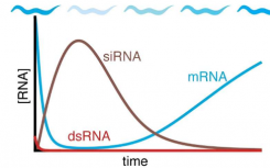 蛔虫研究为开发更好的基于 RNA 的药物治疗人类疾病铺平了道路