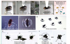 自适应 3D 打印系统可以拾取和放置生物体进行生物成像和冷冻保存